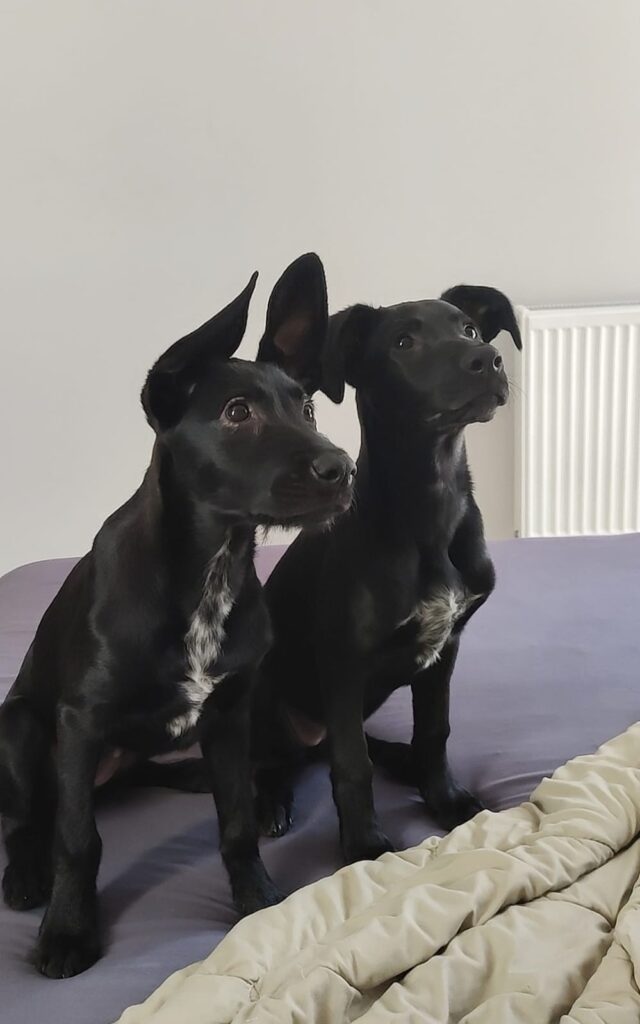 Lilu and Mira