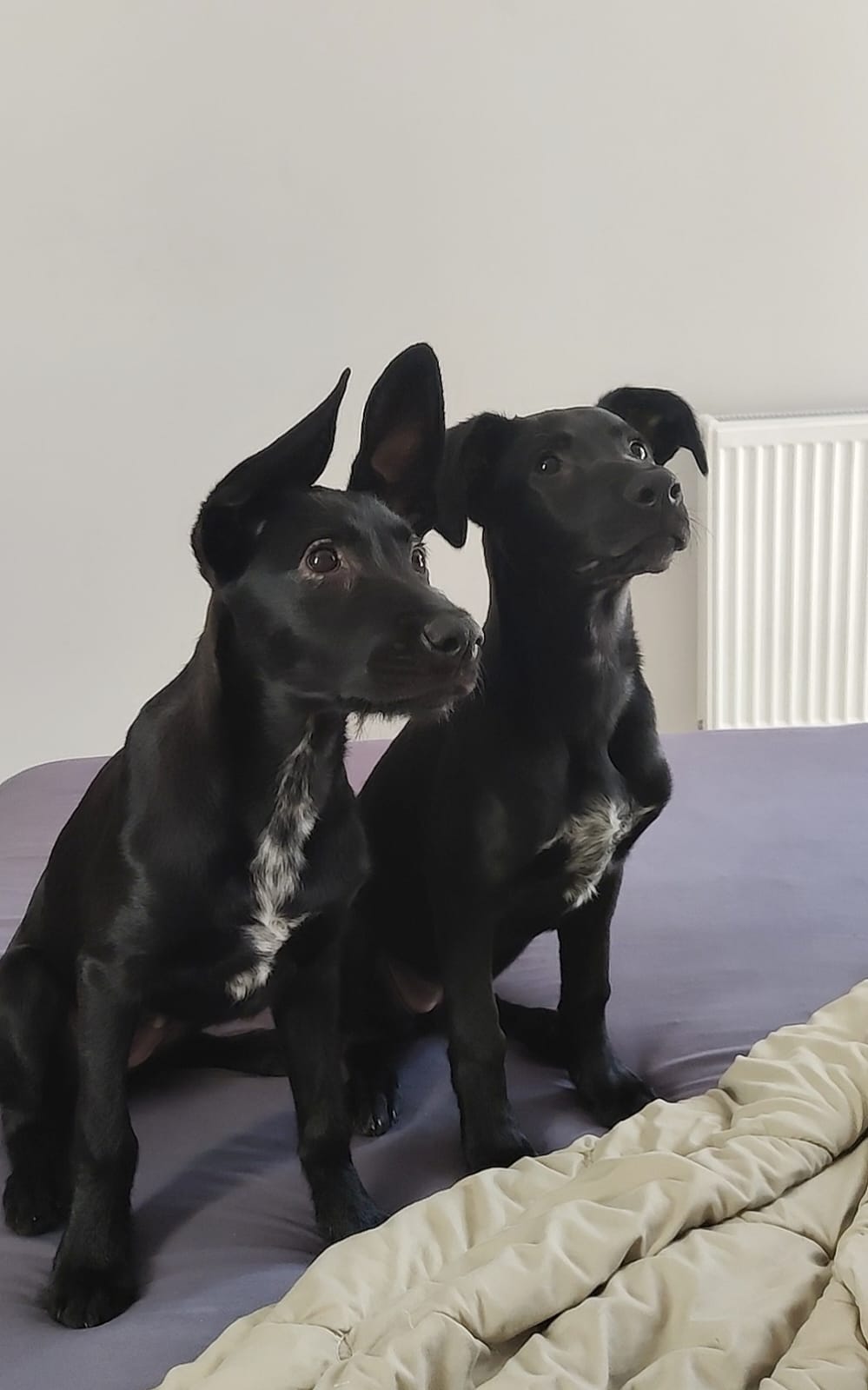 Lilu and Mira