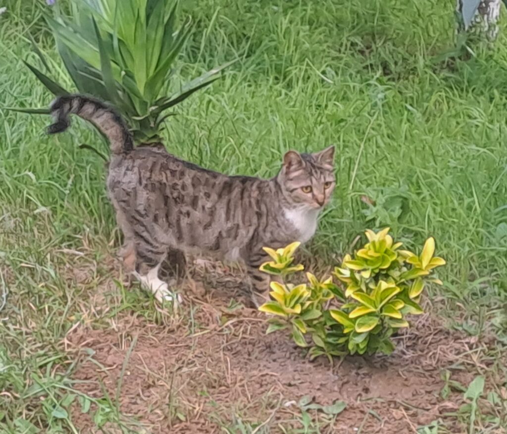 mia