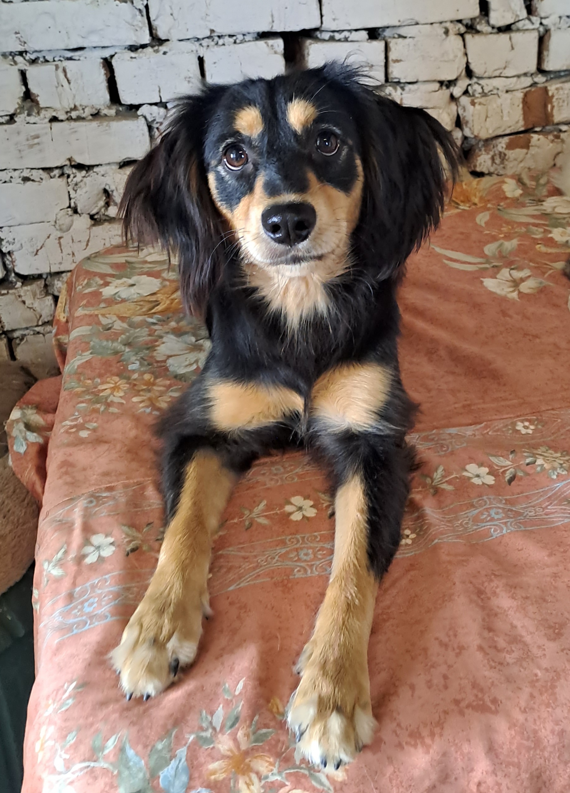 Animals looking for a home