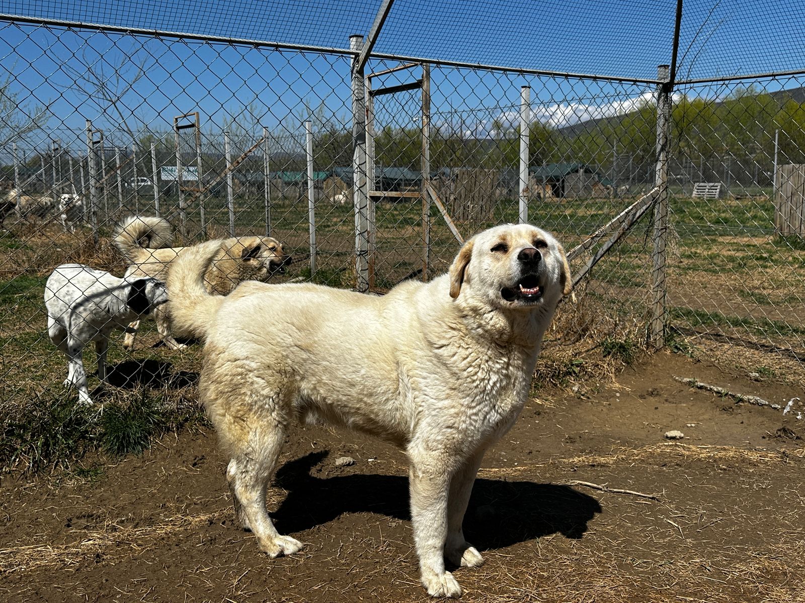Animals looking for a home